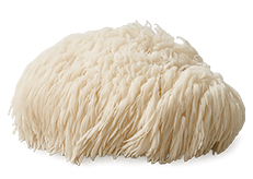 Lion's Mane goba
