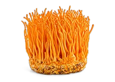 Houba Cordyceps