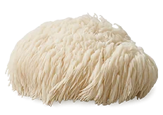 Houba Lion's Mane