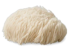Houba Lion's Mane