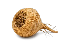 Kořen Maca