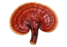 Houba Reishi