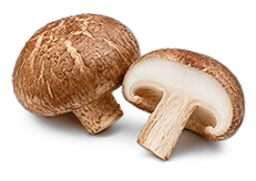 Houba Shiitake